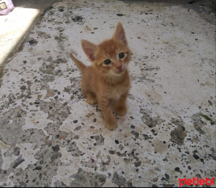 Sarman, Kedi  Paşa fotoğrafı