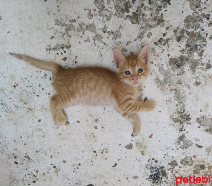 Sarman, Kedi  Paşa fotoğrafı