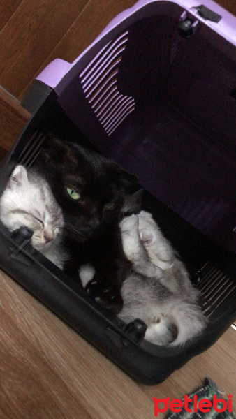 Scottish Fold, Kedi  Pablo fotoğrafı
