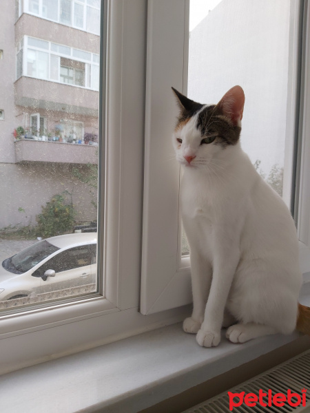 Tekir Kedi, Kedi  Ayşin fotoğrafı