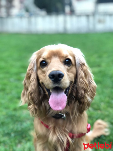 Amerikan Cocker Spaniel, Köpek  Odin fotoğrafı