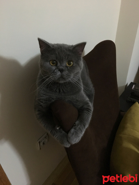British Shorthair, Kedi  Çakıl fotoğrafı