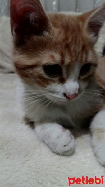 Tekir Kedi, Kedi  tarçın fotoğrafı