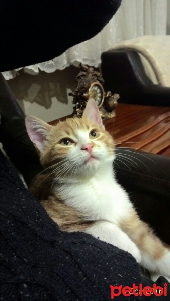 Tekir Kedi, Kedi  tarçın fotoğrafı