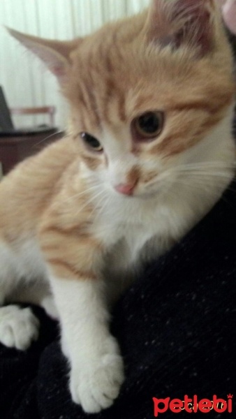Tekir Kedi, Kedi  tarçın fotoğrafı