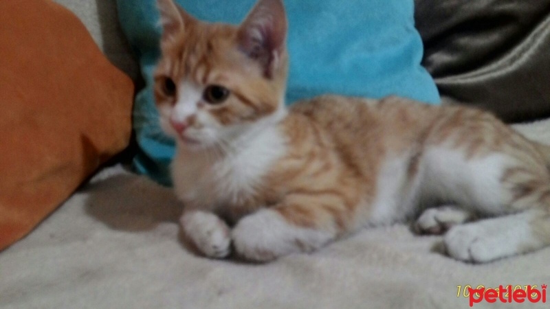 Tekir Kedi, Kedi  tarçın fotoğrafı