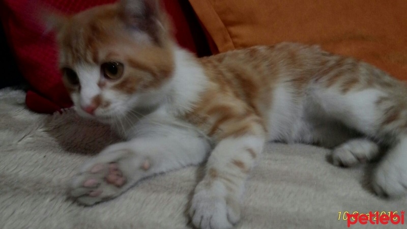 Tekir Kedi, Kedi  tarçın fotoğrafı