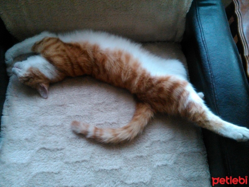 Tekir Kedi, Kedi  tarçın fotoğrafı