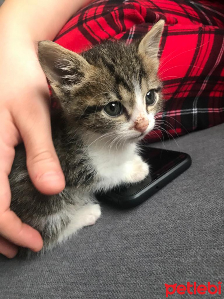 Tekir Kedi, Kedi  Ceku fotoğrafı