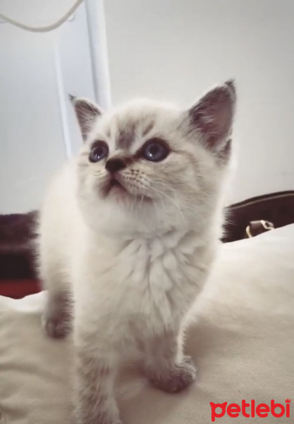 British Shorthair, Kedi  Oscar fotoğrafı