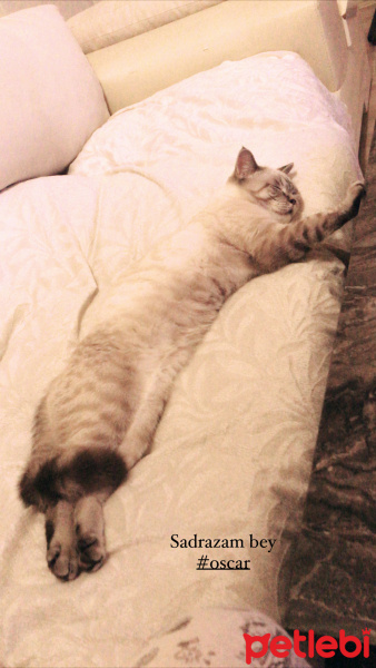 British Shorthair, Kedi  Oscar fotoğrafı