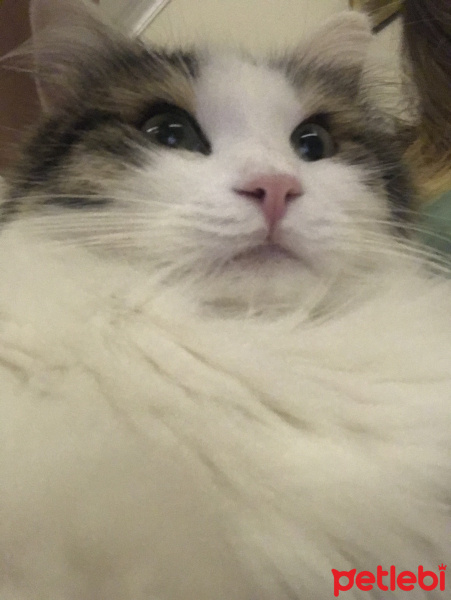 Tekir Kedi, Kedi  Köpük fotoğrafı