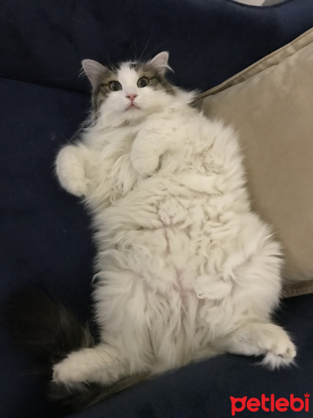 Tekir Kedi, Kedi  Köpük fotoğrafı