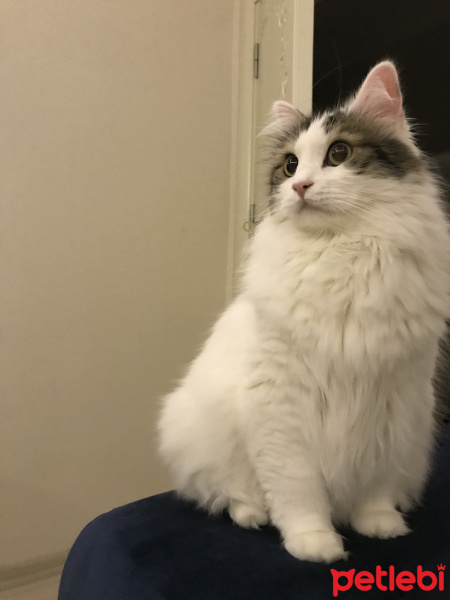 Tekir Kedi, Kedi  Köpük fotoğrafı
