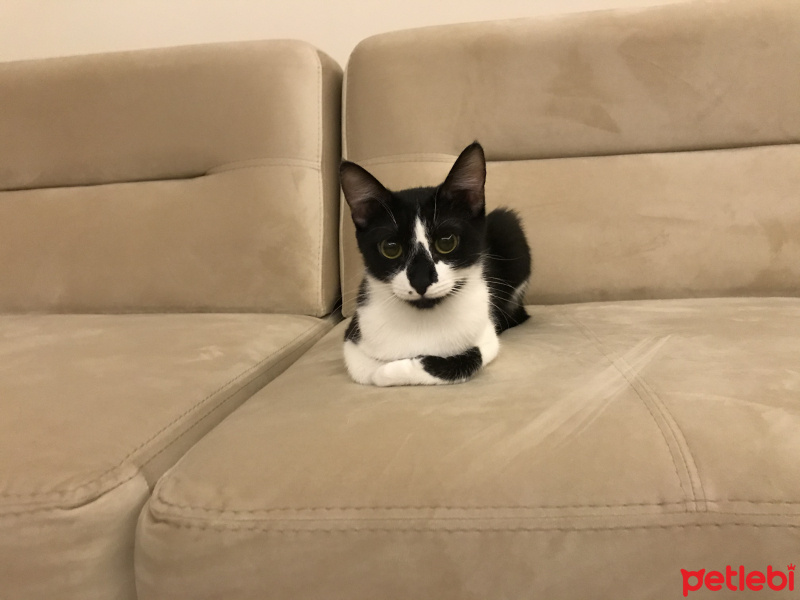 Tuxedo (Smokin) Kedi, Kedi  Balım fotoğrafı
