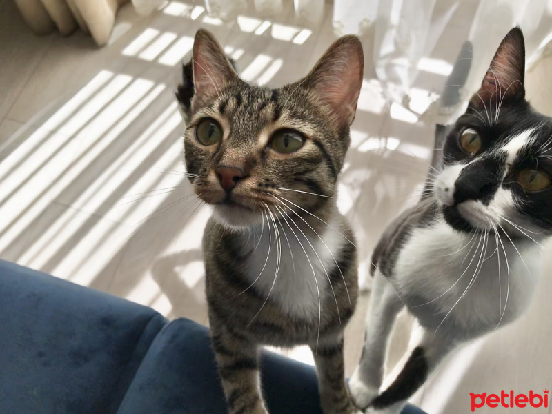 Tekir Kedi, Kedi  Afacan fotoğrafı