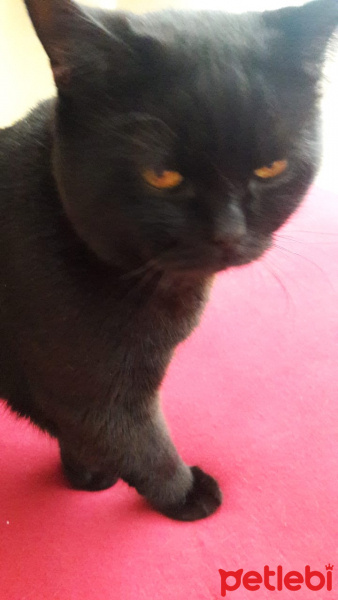 Scottish Fold, Kedi  huzur fotoğrafı