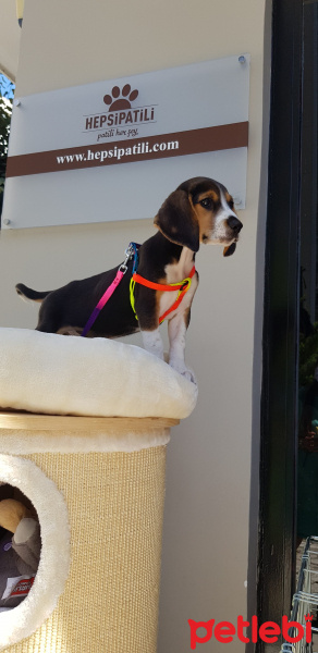 Beagle, Köpek  Leo fotoğrafı