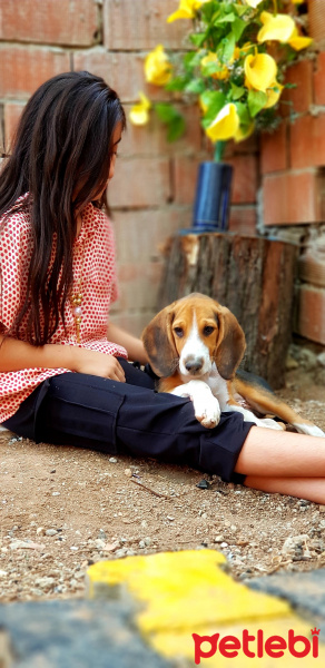 Beagle, Köpek  Leo fotoğrafı