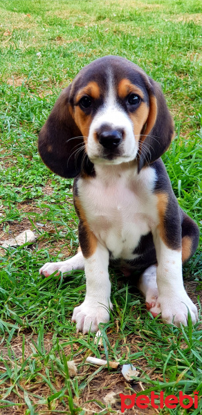 Beagle, Köpek  Leo fotoğrafı