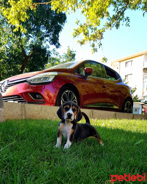 Beagle, Köpek  Leo fotoğrafı
