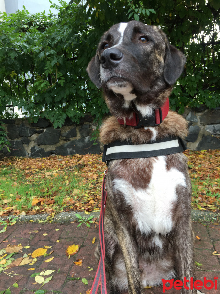 Kangal, Köpek  Sparky fotoğrafı