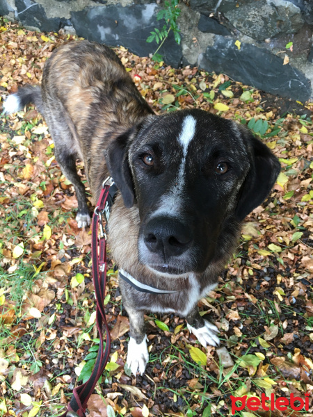 Kangal, Köpek  Sparky fotoğrafı