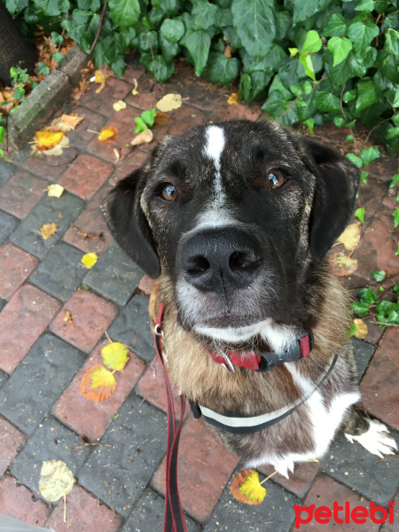 Kangal, Köpek  Sparky fotoğrafı