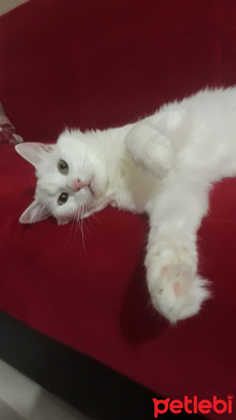 Tekir Kedi, Kedi  Odin fotoğrafı