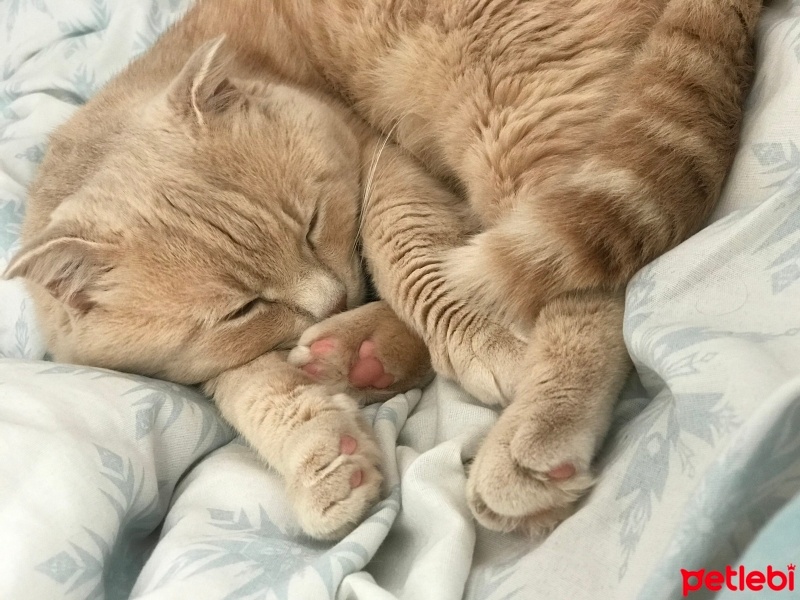 Scottish Fold, Kedi  Hera fotoğrafı