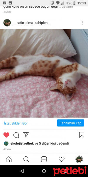 Tekir Kedi, Kedi  behlül fotoğrafı