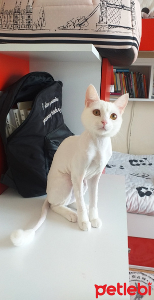 Ankara Kedisi, Kedi  Helva fotoğrafı