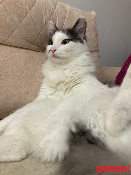 Ankara Kedisi, Kedi  Helva fotoğrafı