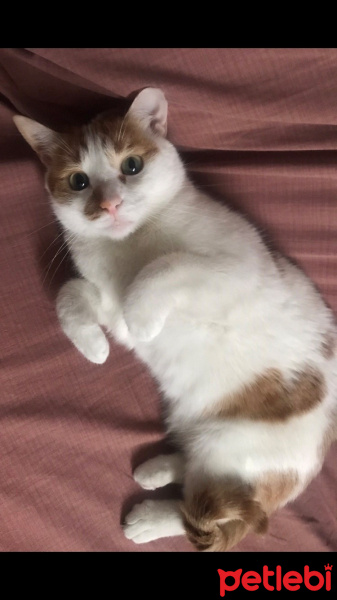 Tekir Kedi, Kedi  Dante fotoğrafı