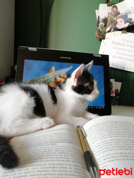 Tuxedo (Smokin) Kedi, Kedi  İncir fotoğrafı
