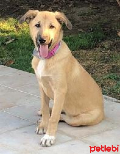 Kangal, Köpek  SÜT HANIM fotoğrafı