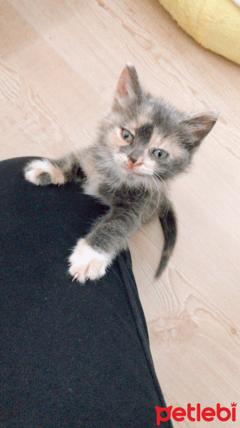 Tekir Kedi, Kedi  Çakıl fotoğrafı