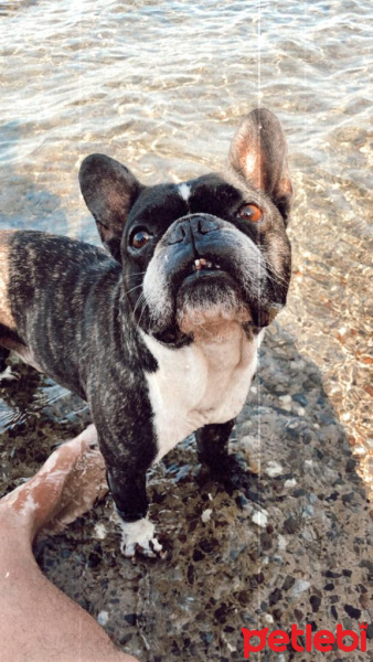 Fransız Bulldog, Köpek  Ferruh fotoğrafı