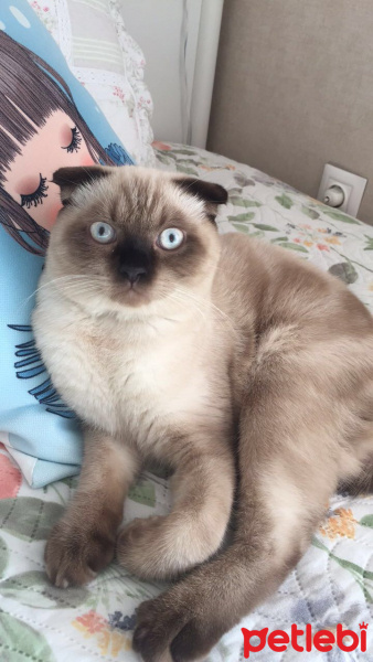 Scottish Fold, Kedi  Lokum fotoğrafı