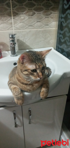 Tekir Kedi, Kedi  Çıtır fotoğrafı