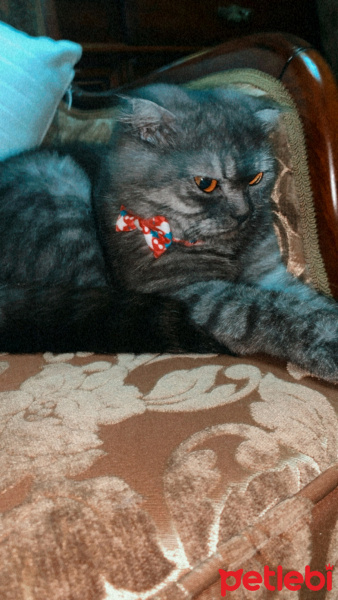 Scottish Fold, Kedi  Kate fotoğrafı