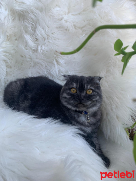 Scottish Fold, Kedi  Kate fotoğrafı