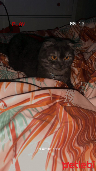 Scottish Fold, Kedi  Kate fotoğrafı