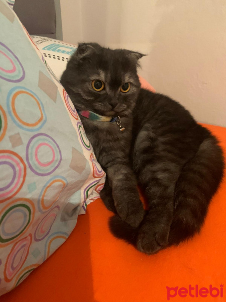 Scottish Fold, Kedi  Kate fotoğrafı