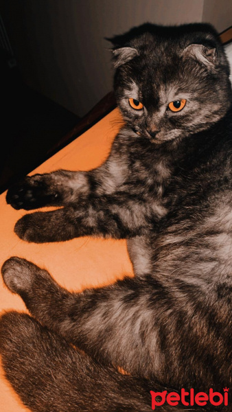 Scottish Fold, Kedi  Kate fotoğrafı