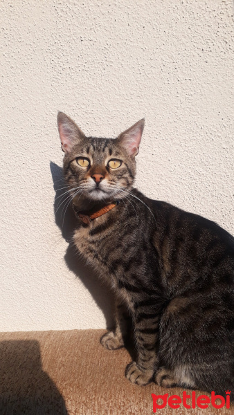 Tekir Kedi, Kedi  Minnoş fotoğrafı