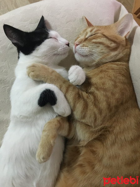 Sarman, Kedi  Balım_Lokum fotoğrafı