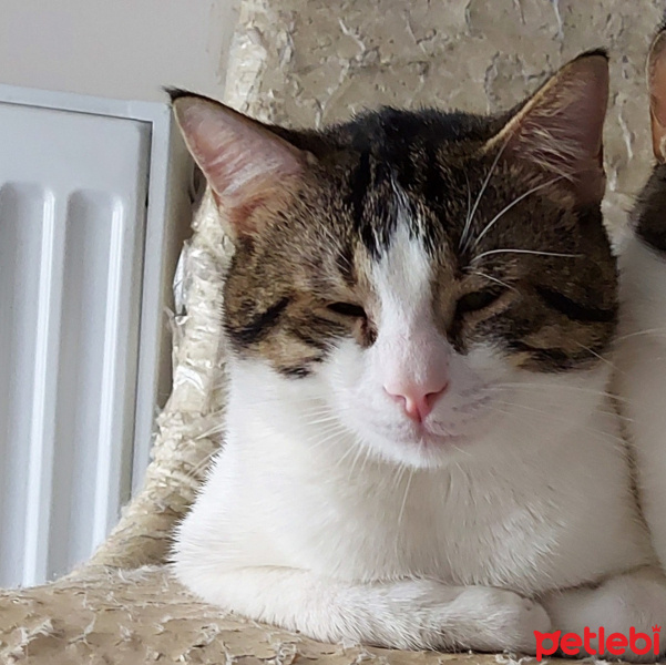Tekir Kedi, Kedi  Leo fotoğrafı