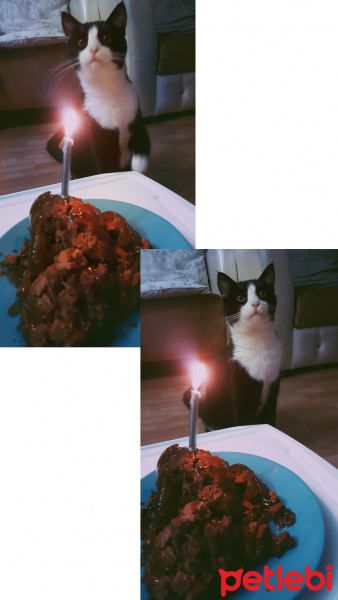 Tuxedo (Smokin) Kedi, Kedi  Dobby fotoğrafı