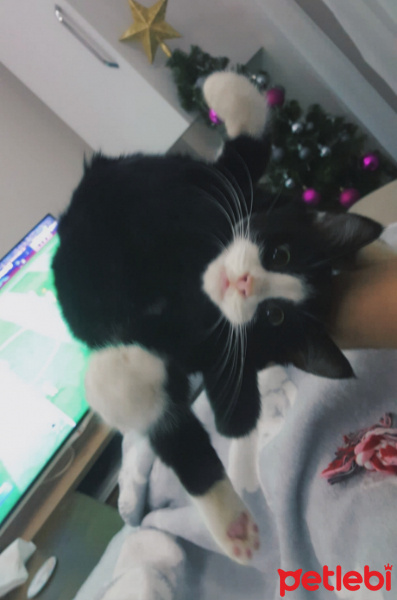 Tuxedo (Smokin) Kedi, Kedi  Dobby fotoğrafı